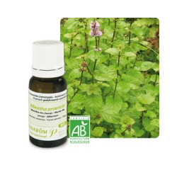 Menthe des champs BIO